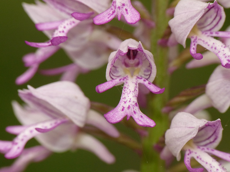 Orchis militaris